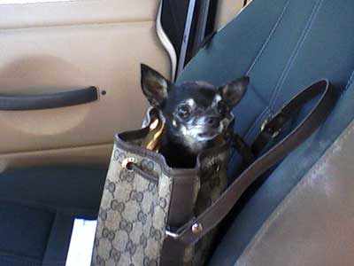 Tiny Chihuahua Pnut on the way to doctor for dog kidney disease support