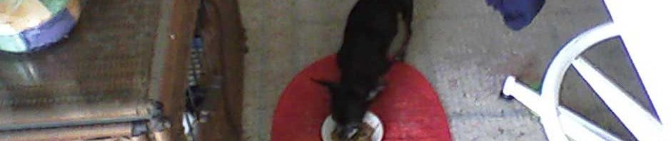 As seen in videos on dog kidney disease help, Pnut eats hungrily from her bowl.