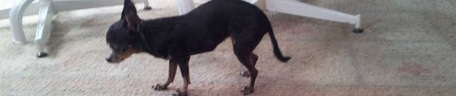 Pnut 3# Chihuahua dog kidney disease survivor