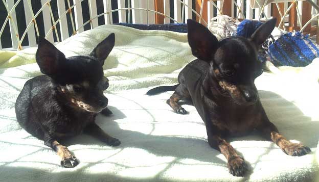 Chihuahua Pnuts needs a good dog kidney disease diet to return to health and comfort