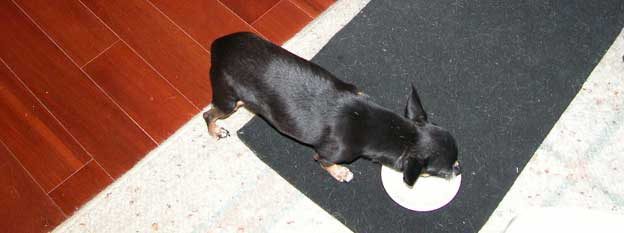 Tiny Chihuahua Pnut licks her bowl clean and no more do I say Help my dog has kidney disease and will not eat