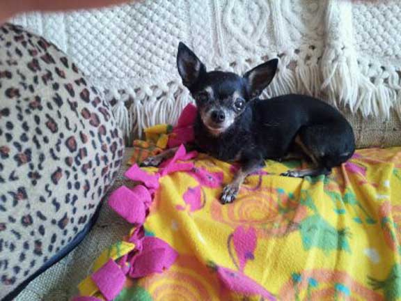 Pnut, the tiny Chihuahua that needs dog kidney disease support