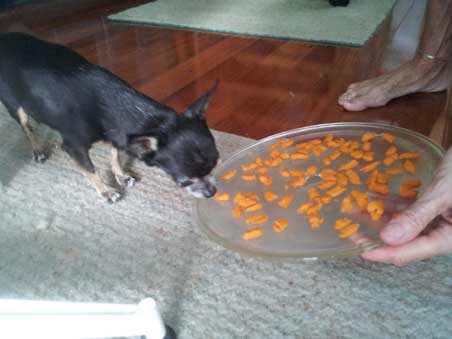 Tiny Chihuahua Pnut sniffs a homemade sweet potato treat to treat dog kidney disease