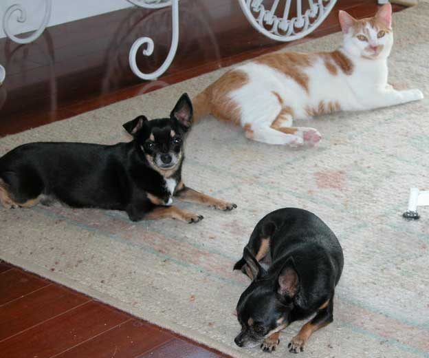 Pnut the tiny Chihuahua needed dog kidney disease treatment