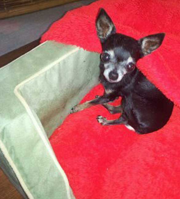 Tiny Chihuahua Pnut, star of Dog Kidney Disease Help, who survived kidney disease.